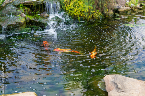 koi fish in a pond