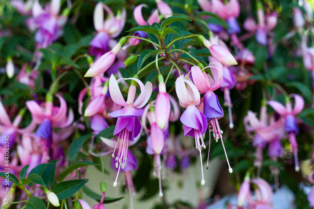 Close-up of fuchsia flowers
