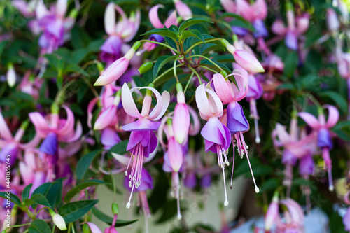 Obraz na płótnie Close-up of fuchsia flowers w salonie