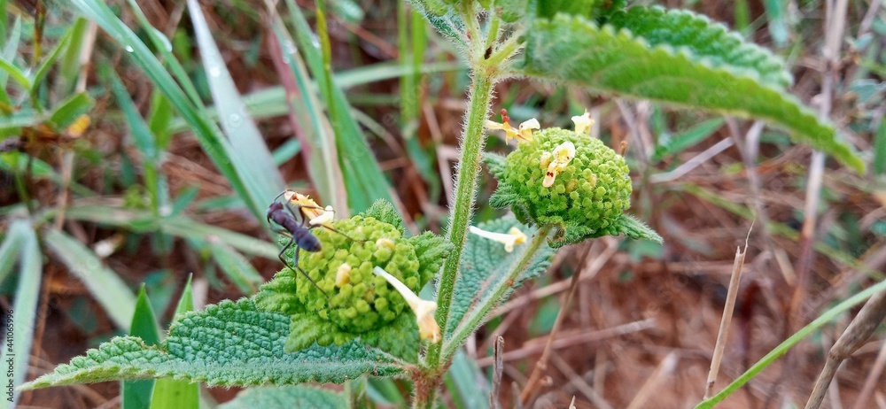 Naklejka premium green fern in the forest