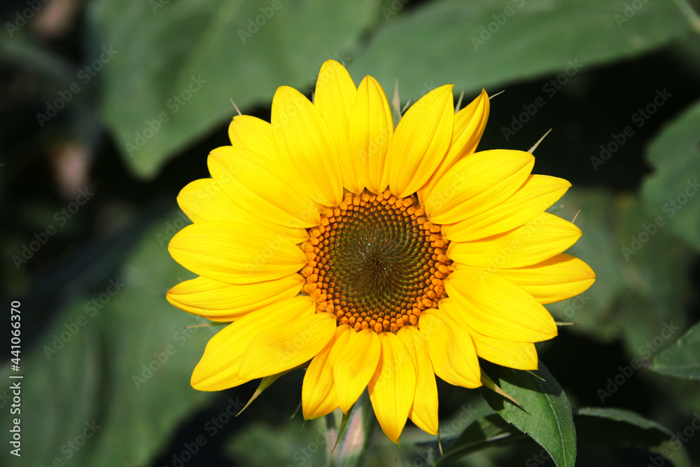 Wunderschöne Sonnenblume Wunderschöne Sonnenblume