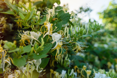 Blooming honeysuckle Bush near the house. White yellow Honeysuckle Graham Thomas in the garden, hedge in horticulture, natural background and a green fence with white flowers