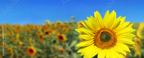 Wunderschöne Sonnenblumen