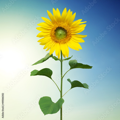 Wunderschöne Sonnenblume