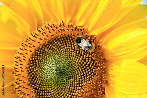 Wunderschöne Sonnenblume mit einer Biene