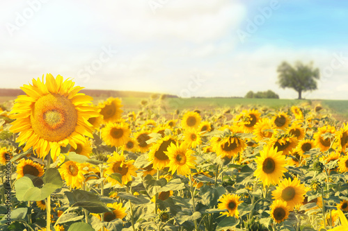 Wunderschöne Sonnenblumen