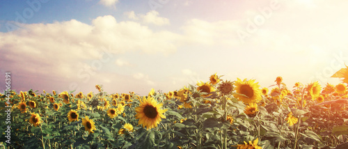 Wunderschöne Sonnenblumen