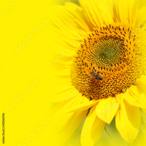 Wunderschöne Sonnenblume mit einer Biene
