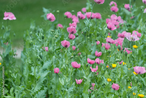 pink poppies in bloom in a Victorian-themed public garden