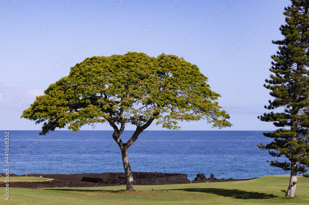 tree on the beach 2