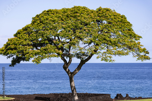 Fototapeta Naklejka Na Ścianę i Meble -  tree on the ocean 2