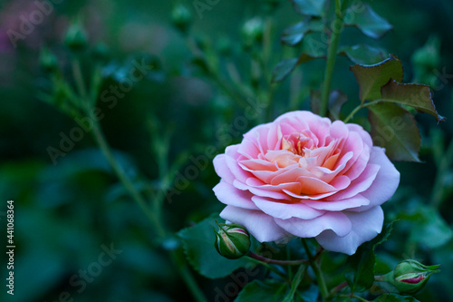 Obraz na płótnie Pink rose in the garden w salonie