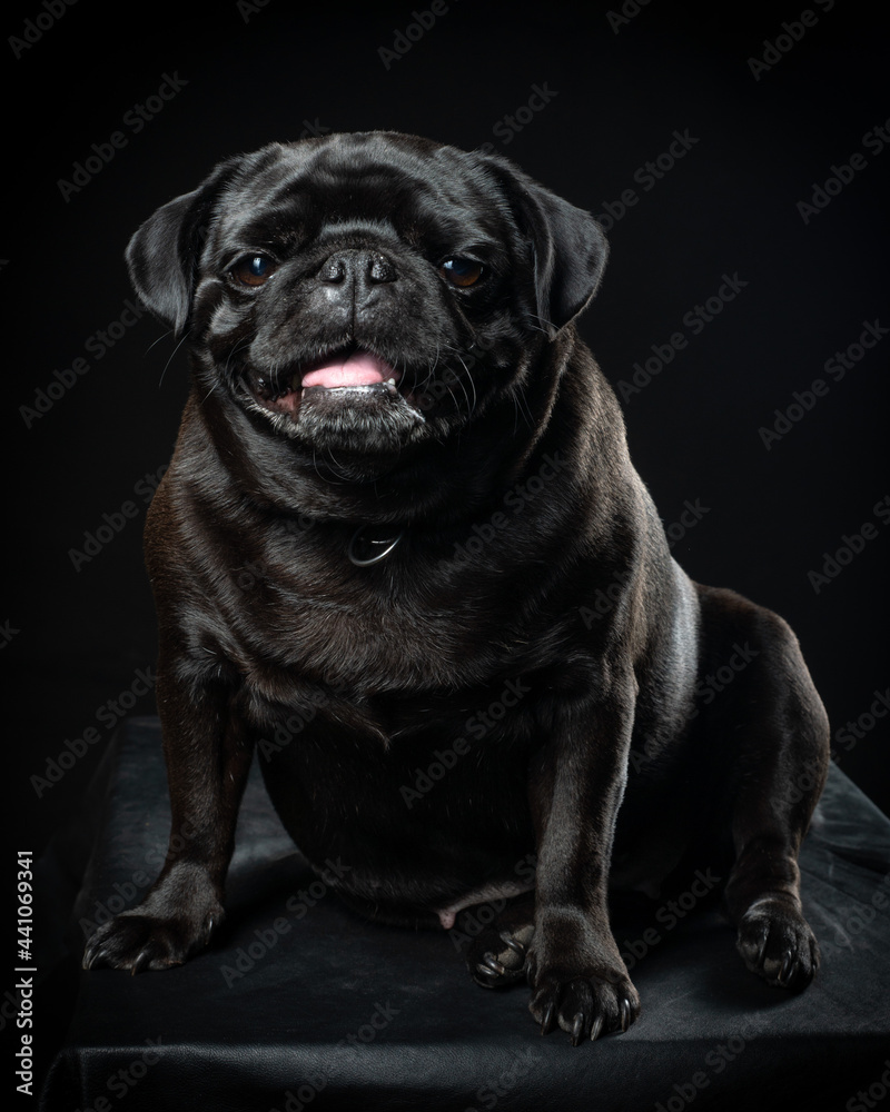 Obraz premium Perro pug