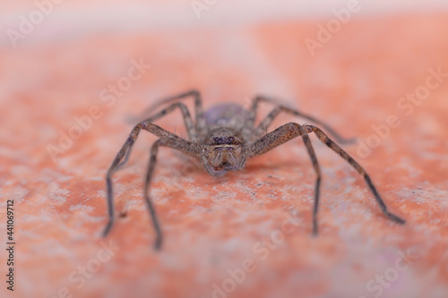 Marpissa muscosa jumping spider. © narong