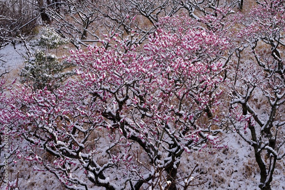 紅梅に春雪 紅梅に春雪
