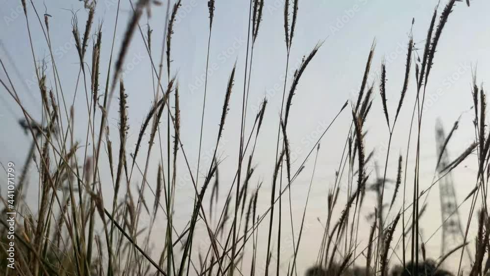 needle grass flower in nature garden needle grass flower in nature garden