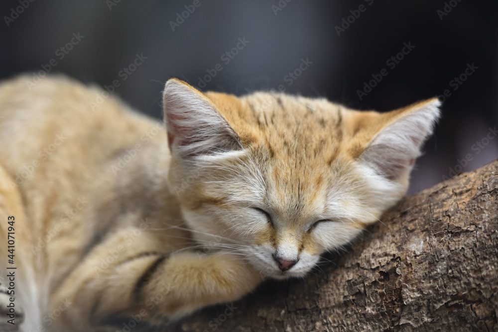 Sand cat in a zoo Sand cat in a zoo