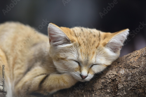 Sand cat in a zoo © Tonic Ray Sonic