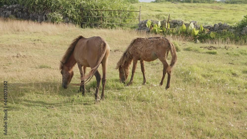 歩きながら芝生を食べる与那国馬 歩きながら芝生を食べる与那国馬