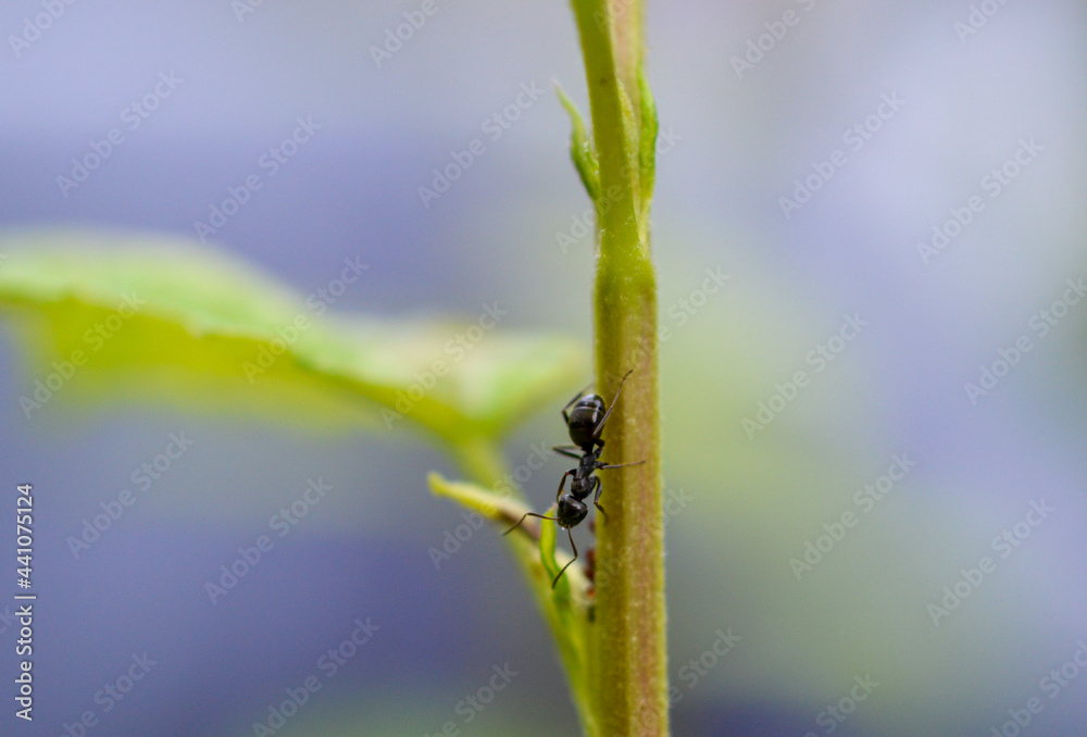 Fototapeta premium Fourmi noire sur une branche