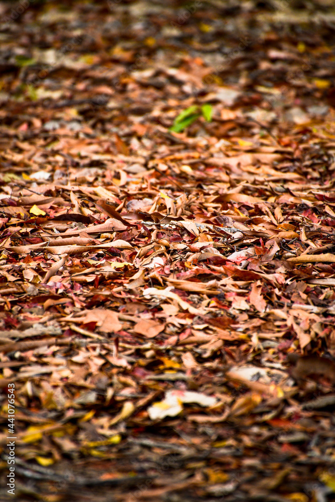 autumn leaves background autumn leaves background