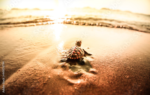 Fototapeta Naklejka Na Ścianę i Meble -  baby sea turtle on the beach.