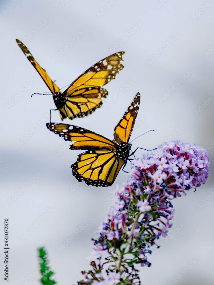 Obraz premium Nature and life