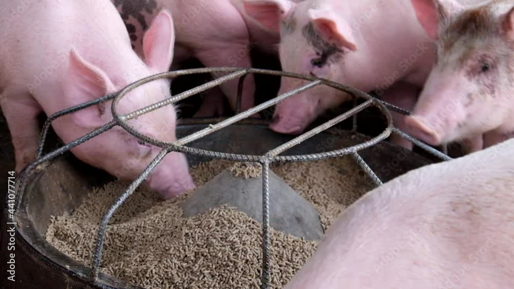 Pig farm in swine business in tidy and clean indoor housing farm, with pig mother feeding piglet Pig farm in swine business in tidy and clean indoor housing farm, with pig mother feeding piglet