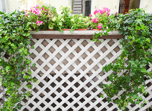 Ivy and white wooden trellis, copy space, selective focus photo