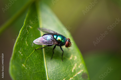 Mosca verde en hoja verde I