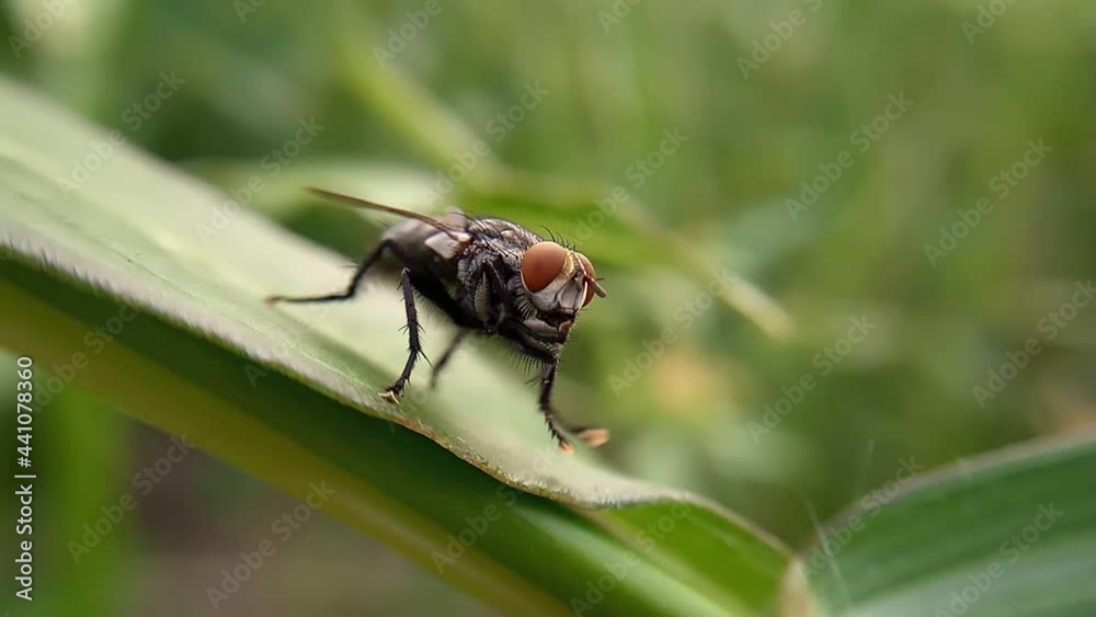 Close-up of a fly washing its hands on a green leaf Close-up of a fly washing its hands on a green leaf