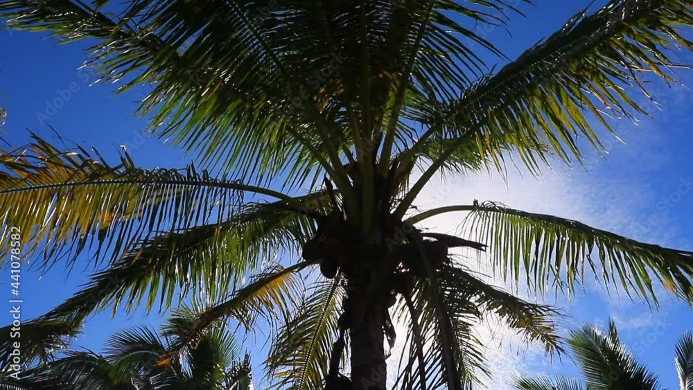 Slow Motion Panning Shot Of Sunlight Seen Through Leaves Of Palm Tree Against Cloudy Sky - Kauai, Hawaii Slow Motion Panning Shot Of Sunlight Seen Through Leaves Of Palm Tree Against Cloudy Sky - Kauai, Hawaii