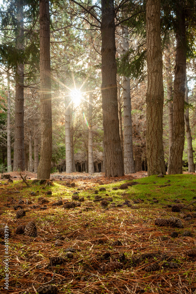 Fototapeta premium Sun shining autumn in the forest