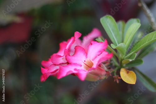desert rose flowers captured in the garden
