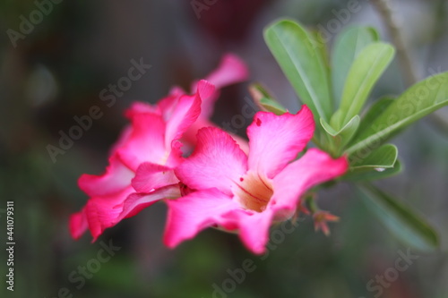 desert rose flowers captured in the garden