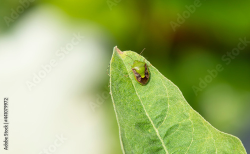Close up insect on leaf   © Champ