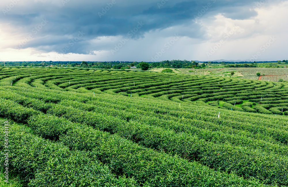Green tea trees growing in orchard on cloud sky background landscape view in northern of Thailand