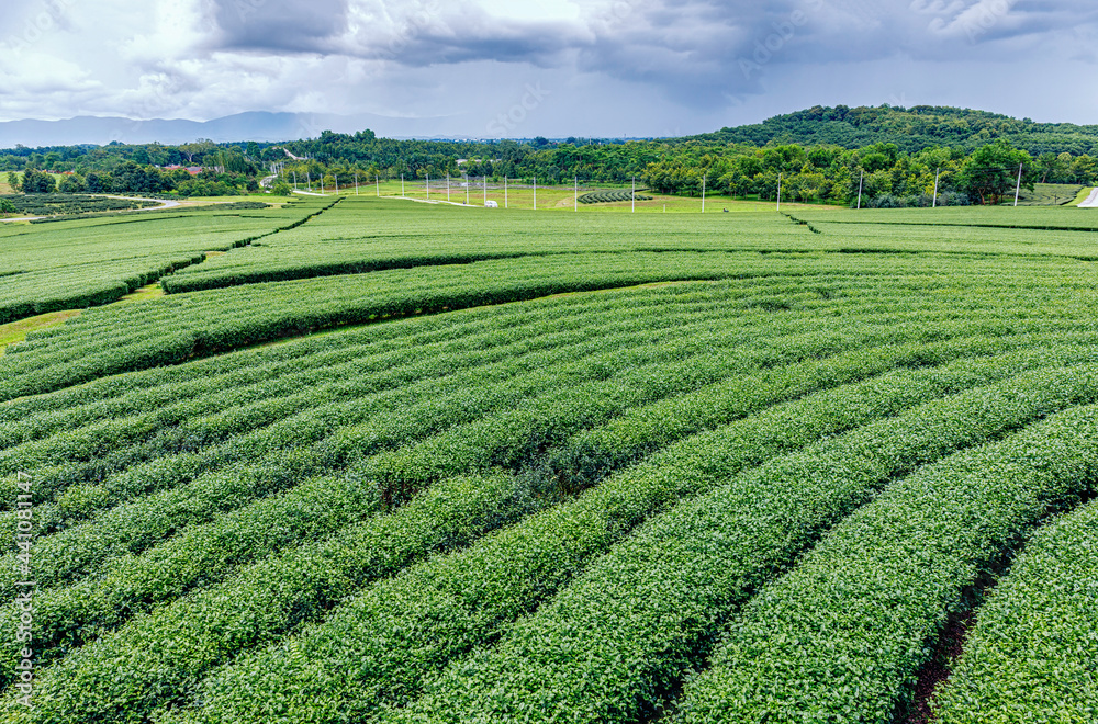 Green tea trees growing in orchard on cloud sky background landscape view in northern of Thailand