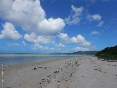 浜辺と流木と足跡