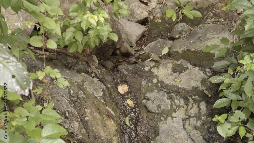 岩の上で動き回るメグロ鳥（小笠原諸島の固有種）。