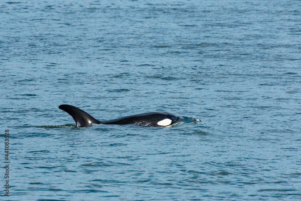 Fototapeta premium Transient Orca Whales seen in Saratoga Passage