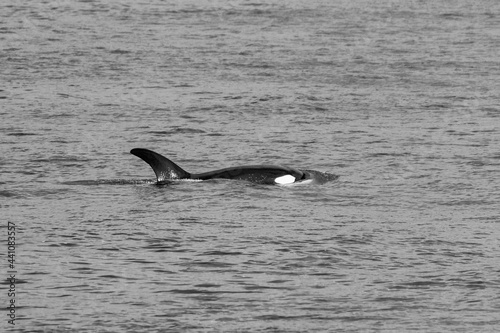 Transient Orca Whales seen in Saratoga Passage © TSchofield