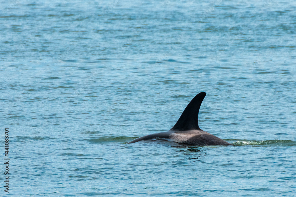 Transient Orca Whales seen in Saratoga Passage Transient Orca Whales seen in Saratoga Passage