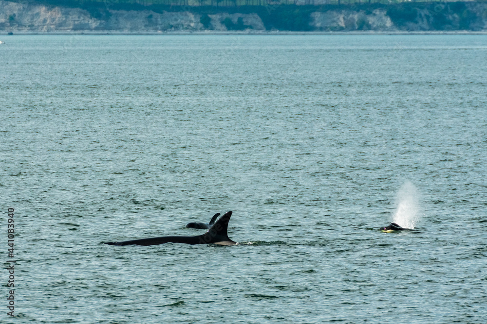 Fototapeta premium Transient Orca Whales seen in Saratoga Passage