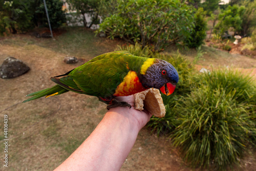 Feeding rainbow lorikeet by hand in the backyard