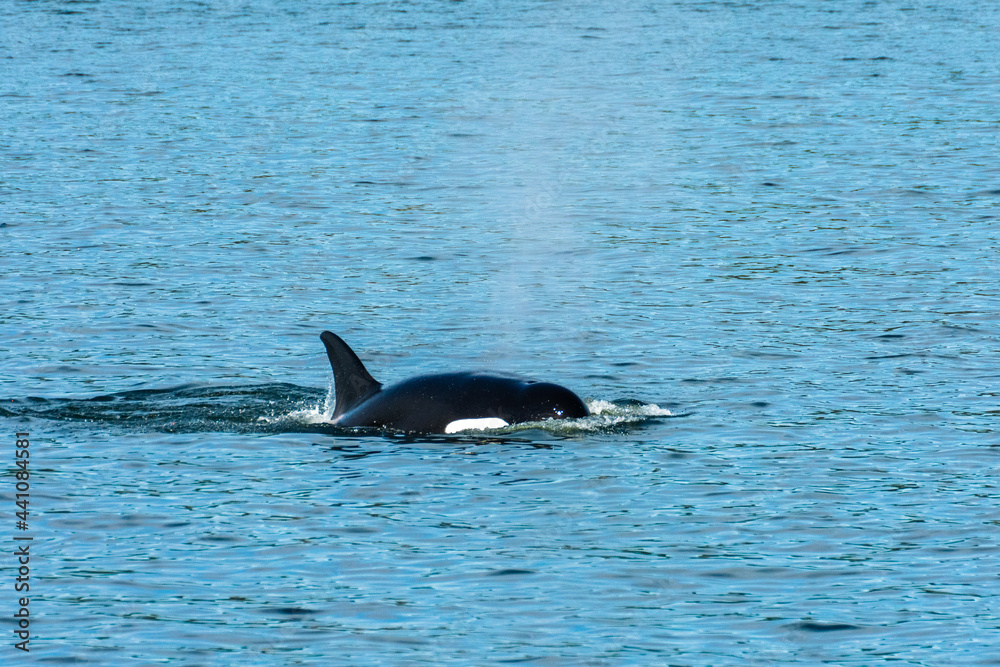Fototapeta premium Transient Orca Whales seen in Saratoga Passage