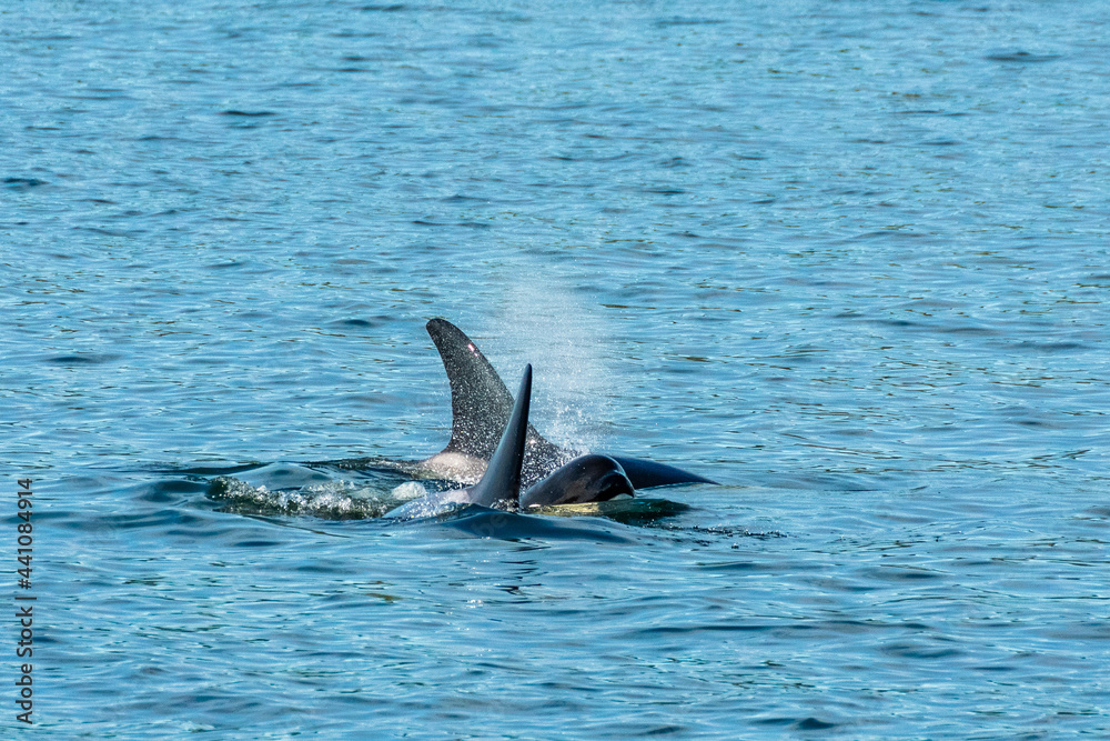 Fototapeta premium Transient Orca Whales seen in Saratoga Passage