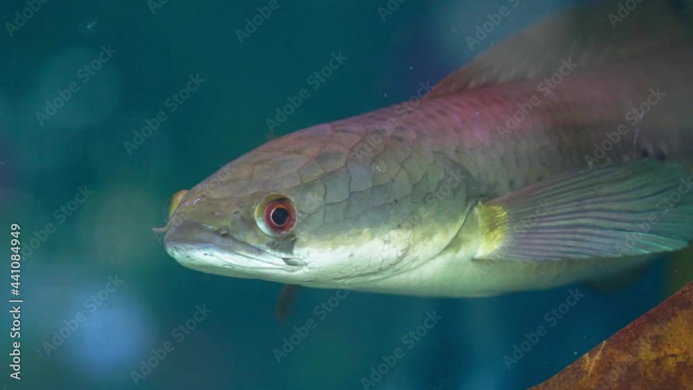 Channa maculata swimming in fish tank. An omnivorous fish that lives in the Mekong Delta is used to feed farmers during floods Channa maculata swimming in fish tank. An omnivorous fish that lives in the Mekong Delta is used to feed farmers during floods