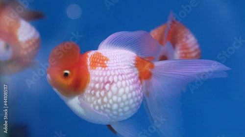 Pet ornamental goldfish or Carassius auratus, Family Cyprinida. Ranchu or lionhead goldfish is very popular to show in fish tank photo