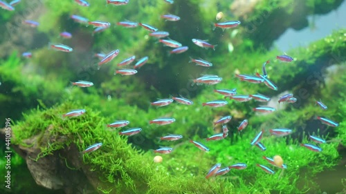 Hyphessobrycon fish group swimming in the aquarium. This is a species of ornamental fish used to decorate in the house photo